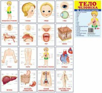 Раздаточные карточки "Тело человека" - fgospostavki.ru - Нижний Новгород