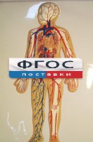 Модель барельефная "Кровеносная система человека" - fgospostavki.ru - Нижний Новгород