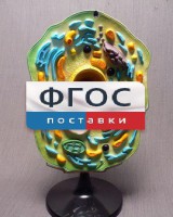 Модель "Клетка растения" - fgospostavki.ru - Нижний Новгород