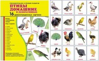 Демонстрационные карточки "Птицы домашние и декоративные" - fgospostavki.ru - Нижний Новгород