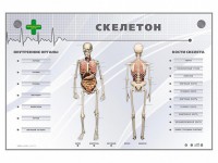 Электрифицированный стенд-тренажер "Скелетон" - fgospostavki.ru - Нижний Новгород