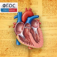 Анатомия (Цифровой атлас школьника) - fgospostavki.ru - Нижний Новгород
