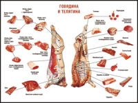 Таблица "Правила разделки мясных туш. Говядина и телятина" (100х140 сантиметров, винил) - fgospostavki.ru - Нижний Новгород