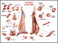 Таблица "Правила разделки мясных туш. Баранина и ягнятина" (100х140 сантиметров, винил) - fgospostavki.ru - Нижний Новгород