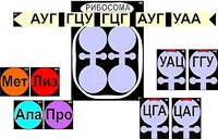 Модель-аппликация "Биосинтез белка" (ламинированная) - fgospostavki.ru - Нижний Новгород