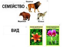 Модель-аппликация "Классификация растений и животных" (ламинированная) - fgospostavki.ru - Нижний Новгород