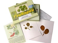 Гербарий "Систематика растений. Семейство Розоцветные" (раздаточный) - fgospostavki.ru - Нижний Новгород