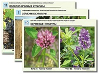 Гербарий фотографический "Сельскохозяйственные растения России" - fgospostavki.ru - Нижний Новгород