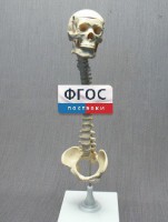 Модель "Позвоночник с черепом и тазом" - fgospostavki.ru - Нижний Новгород