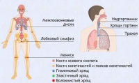 Интерактивные курсы. Биология 9 класс. Базовый. - fgospostavki.ru - Нижний Новгород