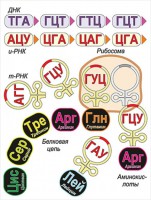 Модель-аппликация Биосинтез белка - fgospostavki.ru - Нижний Новгород