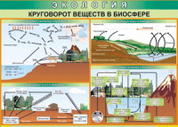 Таблица "Круговорот веществ в биосфере" (100х140 сантиметров, винил) - fgospostavki.ru - Нижний Новгород