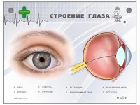 Интерактивный стенд "Строение глаза" - fgospostavki.ru - Нижний Новгород