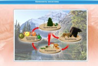 Интерактивные курсы. Биология 7 класс. Базовый. - fgospostavki.ru - Нижний Новгород