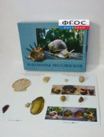 Коллекция "Раковины моллюсков" - fgospostavki.ru - Нижний Новгород