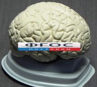Модель "Мозг в разрезе" (белый) - fgospostavki.ru - Нижний Новгород