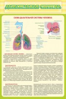 Стенд "Дыхательная система" - fgospostavki.ru - Нижний Новгород