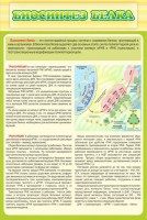 Стенд "Биосинтез белка" - fgospostavki.ru - Нижний Новгород