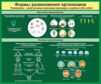 Стенд "Формы размножения организмов" - fgospostavki.ru - Нижний Новгород
