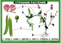 Комплект таблиц "Ознакомление с окружающим миром 1-4 класс" - fgospostavki.ru - Нижний Новгород