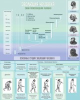 Стенд "Эволюция человека" Вариант 1 - fgospostavki.ru - Нижний Новгород