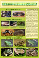 Стенд "Класс земноводные" - fgospostavki.ru - Нижний Новгород