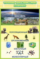 Стенд "Уровни организации живого" - fgospostavki.ru - Нижний Новгород