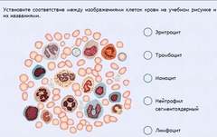 Интерактивные курсы. Биология 11 класс. Расширенный. - fgospostavki.ru - Нижний Новгород