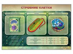 Электрифицированный стенд "Строение клетки" с маркерными полями - fgospostavki.ru - Нижний Новгород