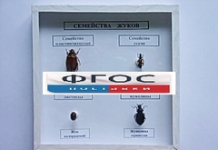 Коллекция "Семейство жуков" - fgospostavki.ru - Нижний Новгород