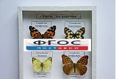 Коллекция "Семейство бабочек" - fgospostavki.ru - Нижний Новгород