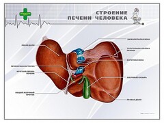 Стенд "Строение печени человека" - fgospostavki.ru - Нижний Новгород