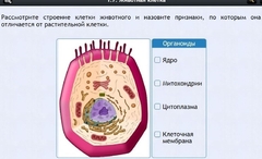 Интерактивные курсы. Биология 8 класс. Базовый - fgospostavki.ru - Нижний Новгород