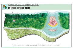 Рельефная таблица "Клеточное строение листа" (формат А1, матовое ламинирование) - fgospostavki.ru - Нижний Новгород