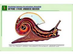 Рельефная таблица "Внутреннее строение брюхоногого моллюска" (формат А1, матовое ламинирование) - fgospostavki.ru - Нижний Новгород