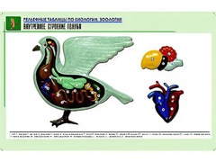 Рельефная таблица "Внутреннее строение голубя" (формат А1, матовое ламинирование) - fgospostavki.ru - Нижний Новгород