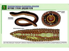 Рельефная таблица "Внутреннее строение дождевого червя" (формат А1, матовое ламинирование) - fgospostavki.ru - Нижний Новгород