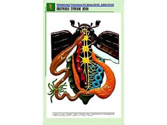 Рельефная таблица "Внутреннее строение жука" (формат А1, матовое ламинирование) - fgospostavki.ru - Нижний Новгород