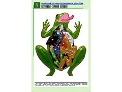 Рельефная таблица "Внутреннее строение лягушки" (формат А1, матовое ламинирование) - fgospostavki.ru - Нижний Новгород