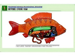 Рельефная таблица "Внутреннее строение рыбы" (формат А1, матовое ламинирование) - fgospostavki.ru - Нижний Новгород