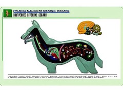 Рельефная таблица "Внутреннее строение собаки" (формат А1, матовое ламинирование) - fgospostavki.ru - Нижний Новгород