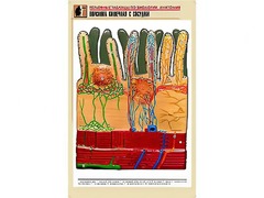Рельефная таблица "Ворсинка кишечная с сосудом" (формат А1, матовое ламинирование) - fgospostavki.ru - Нижний Новгород