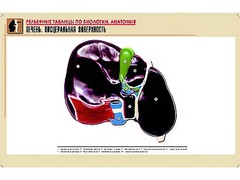 Рельефная таблица "Печень. Висцеральная поверхность" (формат А1, матовое ламинирование) - fgospostavki.ru - Нижний Новгород