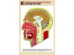 Рельефная таблица "Сагиттальный разрез головы" (формат А1, матовое ламинирование) - fgospostavki.ru - Нижний Новгород