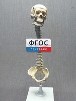 Модель "Позвоночник с черепом и тазом" - fgospostavki.ru - Нижний Новгород