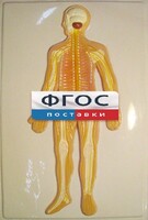Модель барельефная "Нервная система человека" - fgospostavki.ru - Нижний Новгород
