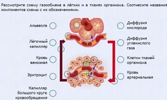 Интерактивные курсы. Биология 9 класс. Расширенный. - fgospostavki.ru - Нижний Новгород