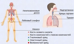 Интерактивные курсы. Биология 9 класс. Базовый. - fgospostavki.ru - Нижний Новгород
