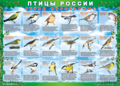 Комплект таблиц "Птицы России (4 листа)" (100х140 сантиметров, винил) - fgospostavki.ru - Нижний Новгород