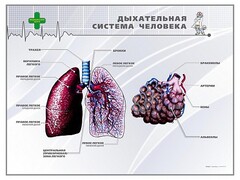Стенд "Дыхательная система человека" - fgospostavki.ru - Нижний Новгород